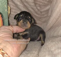Titus , a male Miniature Pinscher for sale in Norwood, MO – 1 of 6
