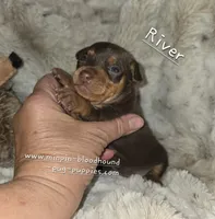 AKC River, a female Miniature Pinscher for sale in Norwood, MO – 1 of 5