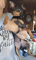 Dugan, a male Miniature Pinscher for sale in Norwood, MO – 4 of 8