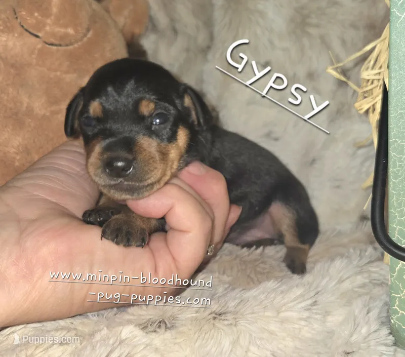 Gypsy  – Miniature Pinscher puppy for sale in Norwood, MO