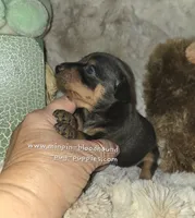 Coral black and tan , a female Miniature Pinscher for sale in Norwood, MO – 6 of 6