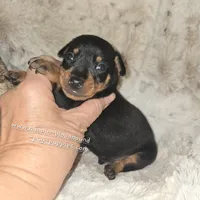 AKC Carter , a male Miniature Pinscher for sale in Norwood, MO – 10 of 10