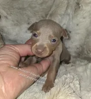 Rhett, a male Miniature Pinscher for sale in Norwood, MO – 4 of 6
