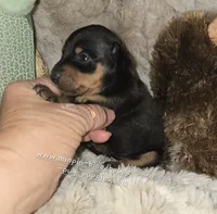 Claire, black tan, a female Miniature Pinscher for sale in Norwood, MO – 5 of 6