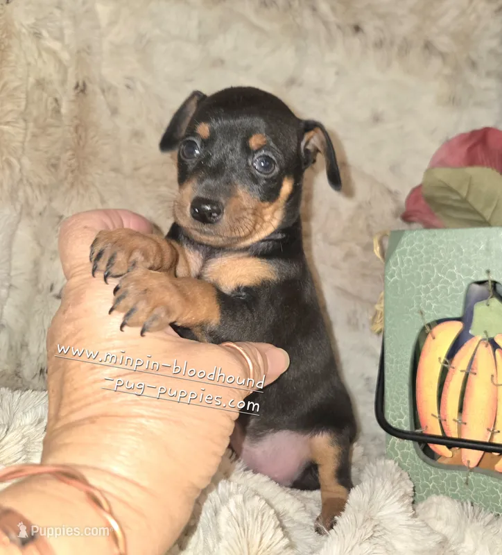 Cora black and tan  – Miniature Pinscher puppy for sale in Norwood, MO