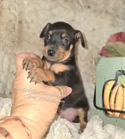 Cora black and tan , a female Miniature Pinscher for sale in Norwood, MO – 1 of 10