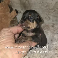 Paxton , a male Miniature Pinscher for sale in Norwood, MO – 2 of 6