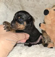 AKC Cosmo, a male Miniature Pinscher for sale in Norwood, MO – 5 of 5