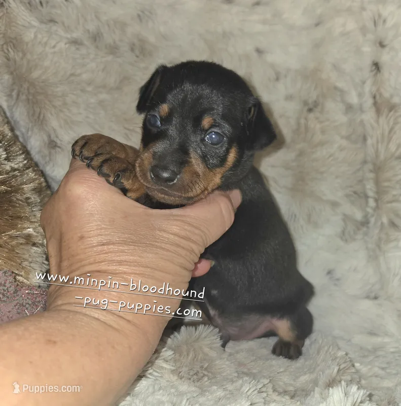 AKC Cosmo – Miniature Pinscher puppy on hold in Norwood, MO