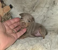 Rhett, a male Miniature Pinscher for sale in Norwood, MO – 5 of 6
