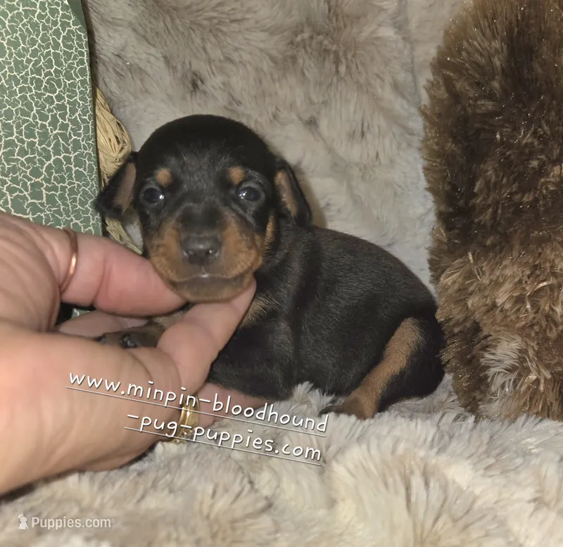 Claire, black tan – Miniature Pinscher puppy for sale in Norwood, MO
