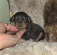 Claire, black tan, a female Miniature Pinscher for sale in Norwood, MO – 1 of 6