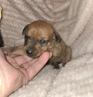 Theo, a male Miniature Pinscher for sale in Norwood, MO – 6 of 6