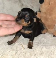 AKC Chester , a male Miniature Pinscher for sale in Norwood, MO – 5 of 5