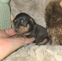 Claire, black tan, a female Miniature Pinscher for sale in Norwood, MO – 3 of 6