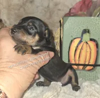 Angel , a female Miniature Pinscher for sale in Norwood, MO – 5 of 5