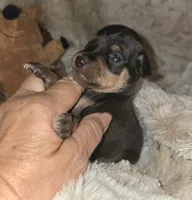 Paxton , a male Miniature Pinscher for sale in Norwood, MO – 3 of 6