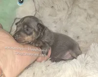 "Miles", blue tan, a male Miniature Pinscher for sale in Norwood, MO – 2 of 7