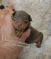 Akc Riker, a male Miniature Pinscher for sale in Norwood, MO – 4 of 6