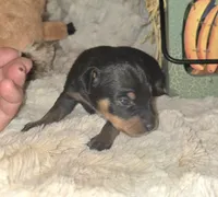 George , a male Miniature Pinscher for sale in Norwood, MO – 2 of 5