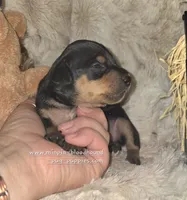 Gypsy , a female Miniature Pinscher for sale in Norwood, MO – 5 of 6