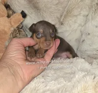 AKC Rider, a male Miniature Pinscher for sale in Norwood, MO – 4 of 6
