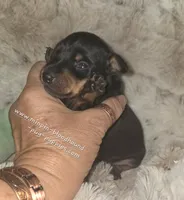 "Mona" black n rust, a female Miniature Pinscher for sale in Norwood, MO – 4 of 5
