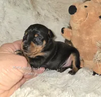 AKC Carter , a male Miniature Pinscher for sale in Norwood, MO – 3 of 5