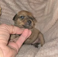 Theo, a male Miniature Pinscher for sale in Norwood, MO – 4 of 6