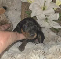 Tiffany , a female Miniature Pinscher for sale in Norwood, MO – Photo 4 of 5