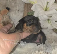 Tiffany , a female Miniature Pinscher for sale in Norwood, MO – Photo 3 of 5