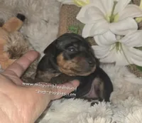 Tiffany , a female Miniature Pinscher for sale in Norwood, MO – Photo 2 of 5