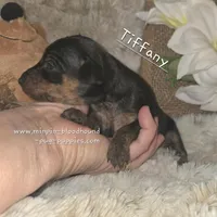 Tiffany , a female Miniature Pinscher for sale in Norwood, MO – Photo 1 of 5