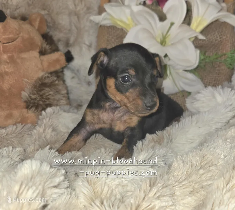 Tiffany  – Miniature Pinscher puppy for sale in Norwood, MO
