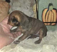 Gus, a male Miniature Pinscher for sale in Norwood, MO – 6 of 6