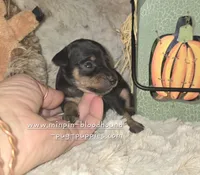 Angel , a female Miniature Pinscher for sale in Norwood, MO – 3 of 5