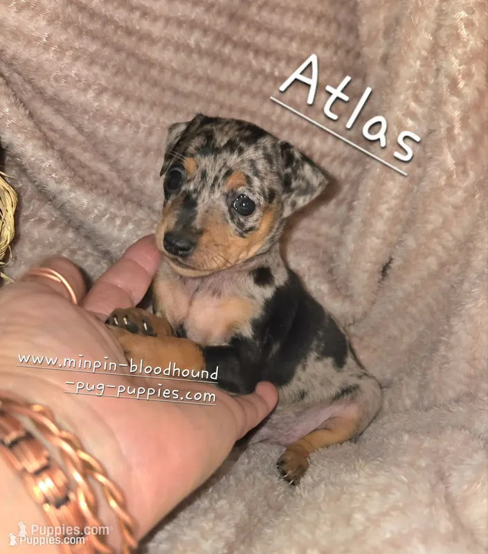 Atlas – Miniature Pinscher puppy for sale in Norwood, MO