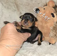AKC Carter , a male Miniature Pinscher for sale in Norwood, MO – 1 of 5