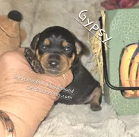 Gypsy , a female Miniature Pinscher for sale in Norwood, MO – 6 of 6