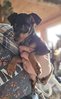 Dugan, a male Miniature Pinscher for sale in Norwood, MO – 2 of 8