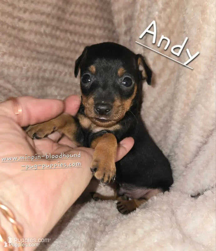 Andy – Miniature Pinscher puppy for sale in Norwood, MO