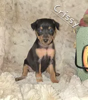 Crissy black and tan , a female Miniature Pinscher for sale in Norwood, MO – 9 of 10