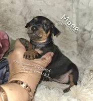 "Mona" black n rust, a female Miniature Pinscher for sale in Norwood, MO – 1 of 10