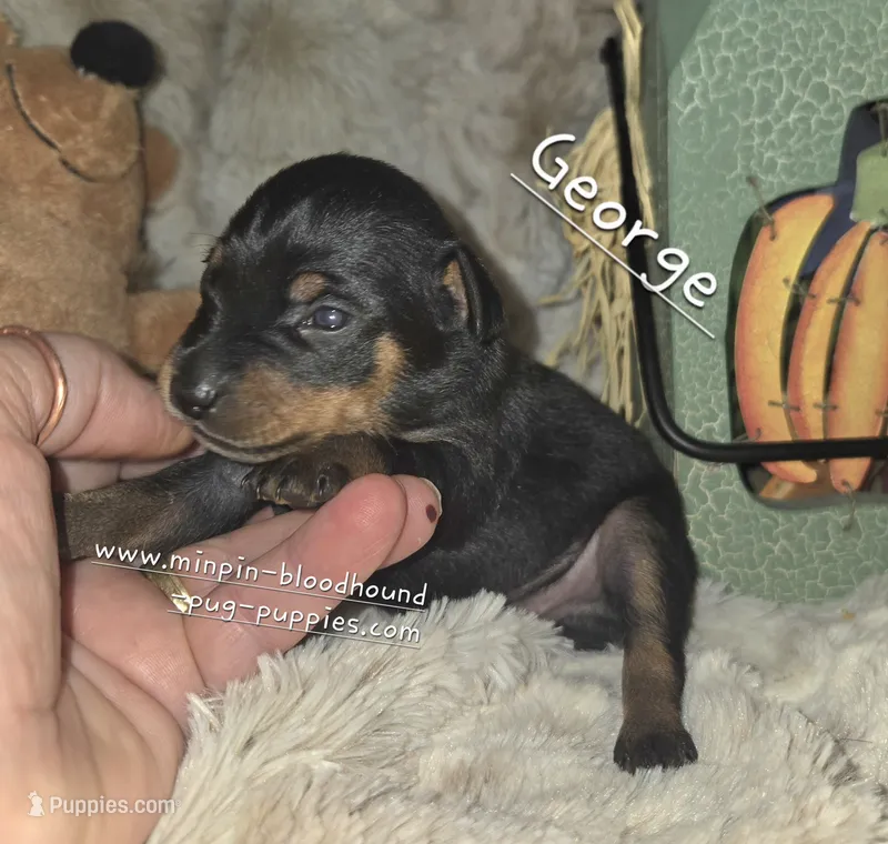 George  – Miniature Pinscher puppy for sale in Norwood, MO