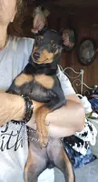 Dugan, a male Miniature Pinscher for sale in Norwood, MO – 5 of 8