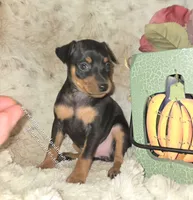 Cora black and tan , a female Miniature Pinscher for sale in Norwood, MO – 10 of 10