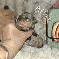Atlas, a male Miniature Pinscher for sale in Norwood, MO – 4 of 5