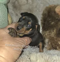 Coral black and tan , a female Miniature Pinscher for sale in Norwood, MO – 4 of 6