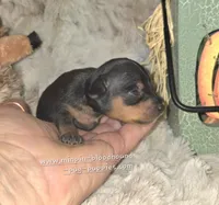 Gidget , a female Miniature Pinscher for sale in Norwood, MO – 6 of 6
