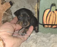 Angel , a female Miniature Pinscher for sale in Norwood, MO – 2 of 5